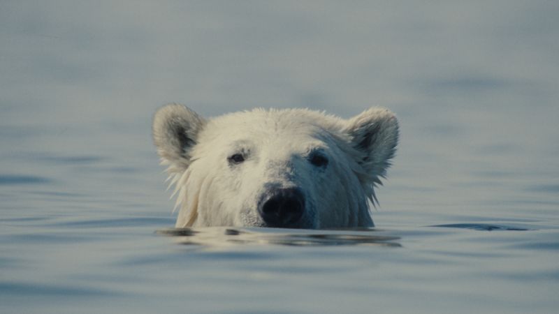 Documental Nuisance Bear – Imagen promocional Diseño promocional con un oso polar emergiendo del agua bajo un estilo minimalista.