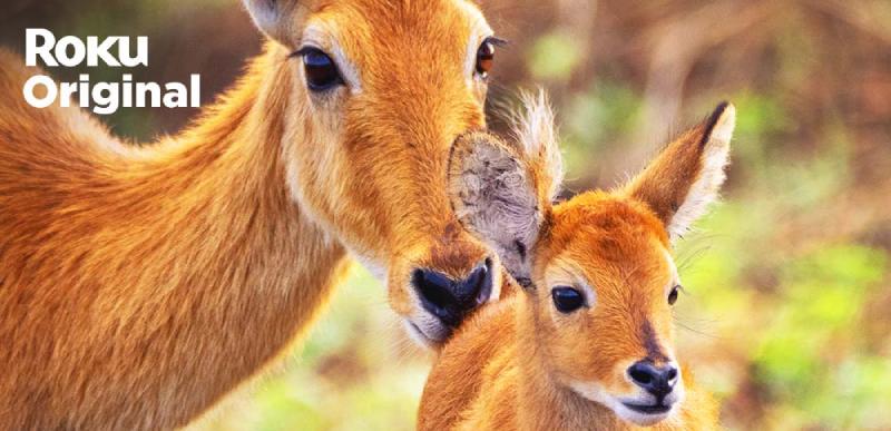 Llega a México la nueva entrega del documental “Mamás”
