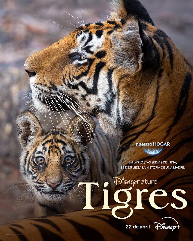 Reseña: “Tigres”