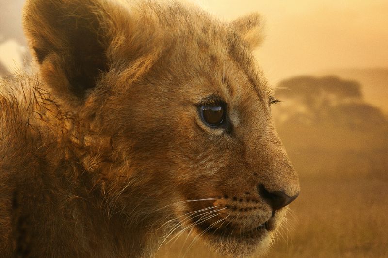 Documental León de National Geographic Fotografía en primer plano de un cachorro de león en la sabana durante el atardecer con tonos cálidos y dorados de fondo.