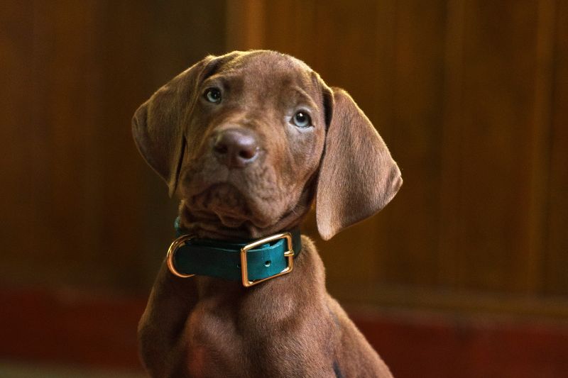Cachorro café sentado en un interior doméstico con collar verde.